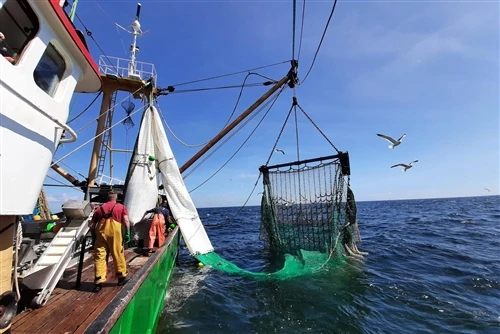 So wählen Sie das richtige Fischernetz für verschiedene Angelanwendungen aus