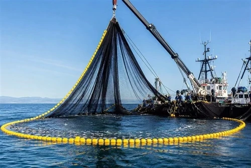 Ringwadennetze für kommerzielle Fischereieinsätze